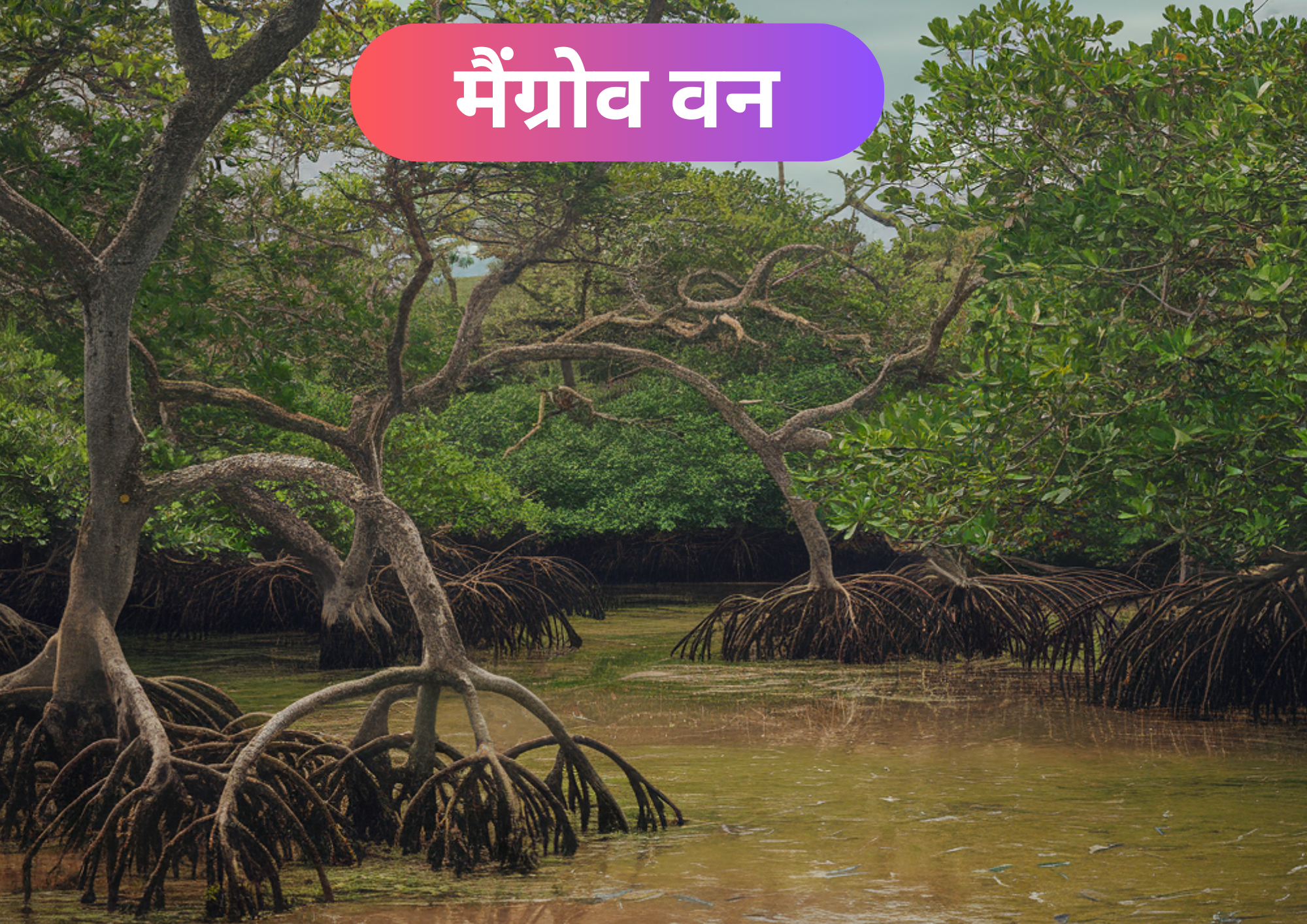 भारत के मैंग्रोव वन: तटीय सुरक्षा, जैव विविधता, और पर्यावरण संरक्षण Indias Mangrove Forests Coastal Protection Biodiversity and Environmental Conservation