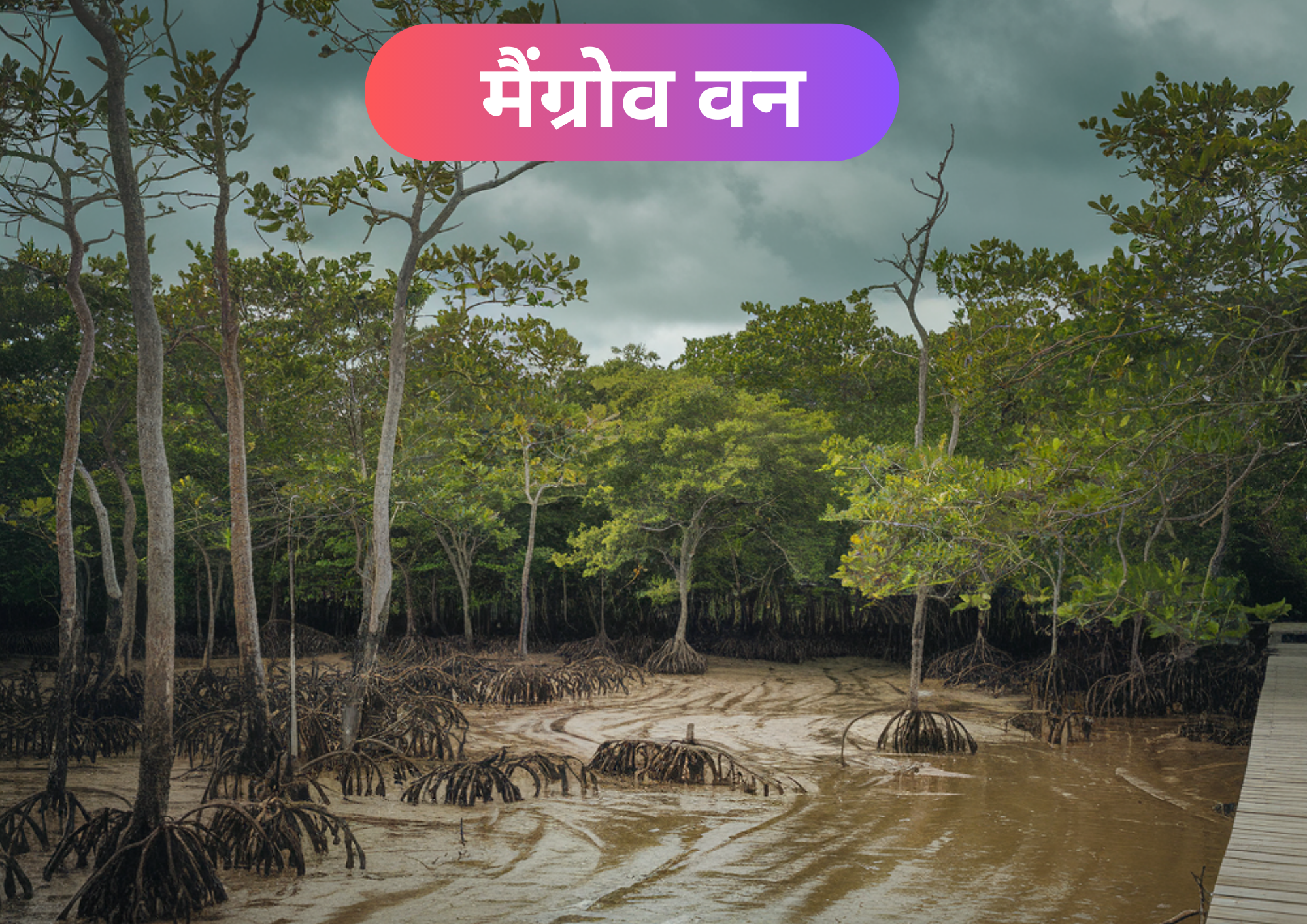 भारत के मैंग्रोव वन: तटीय सुरक्षा, जैव विविधता, और पर्यावरण संरक्षण Indias Mangrove Forests Coastal Protection Biodiversity and Environmental Conservation