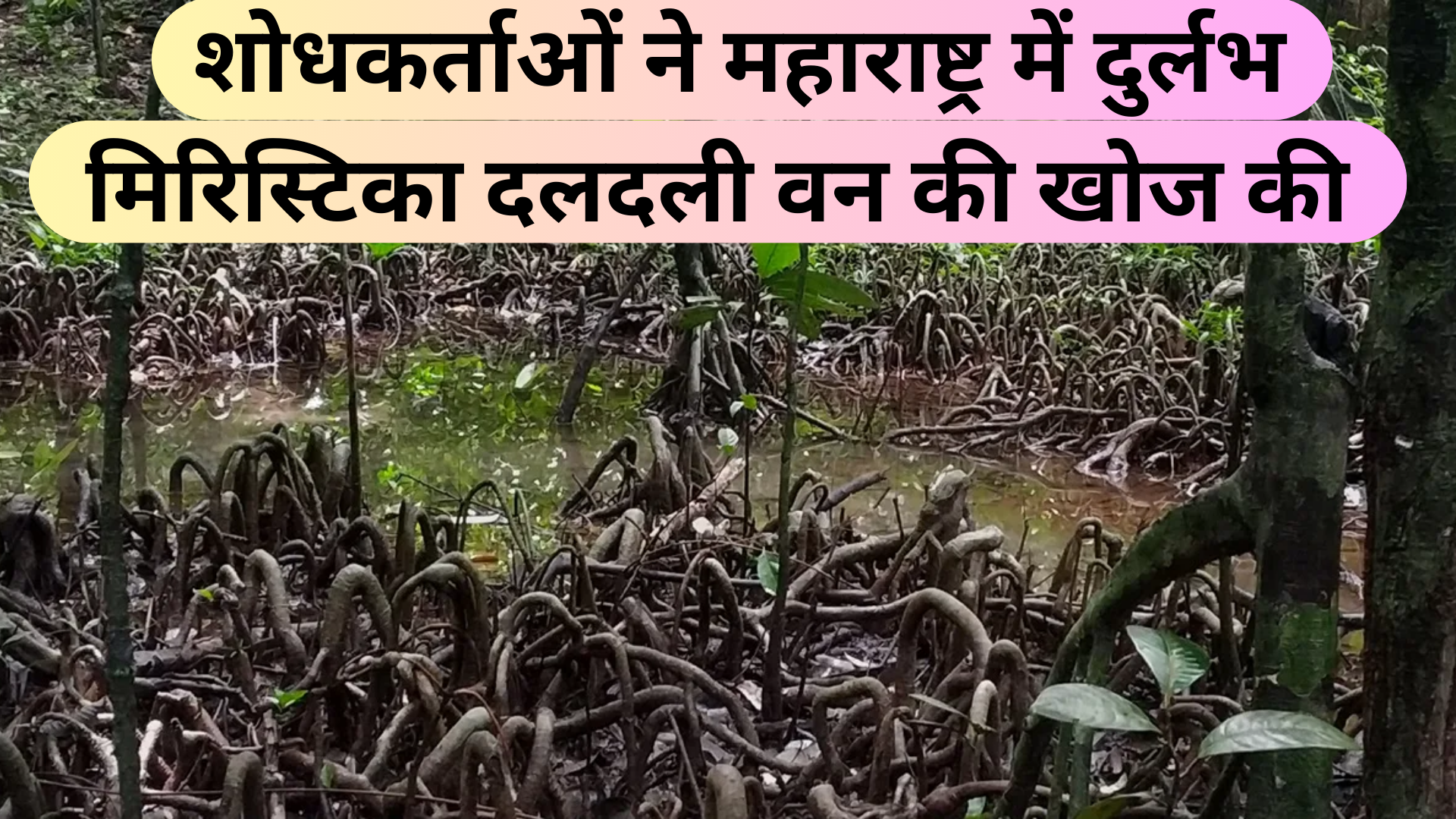 शोधकर्ताओं ने महाराष्ट्र में दुर्लभ मिरिस्टिका दलदली वन की खोज की Researchers discover rare Myristica swamp forest in Maharashtra