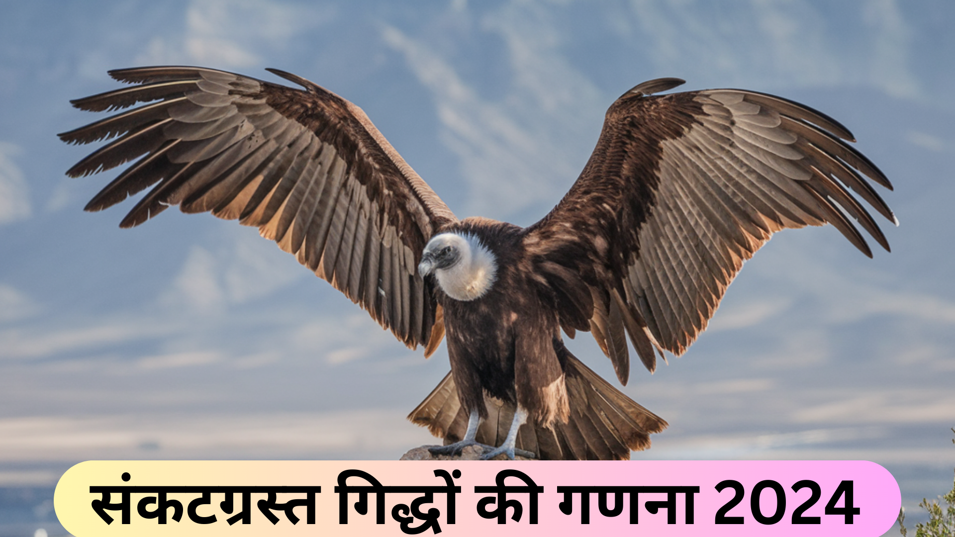 संकटग्रस्त गिद्धों की गणना 2024 Endangered Vulture Census 2024