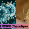 चांदिपुरा वायरस Chandipura virus