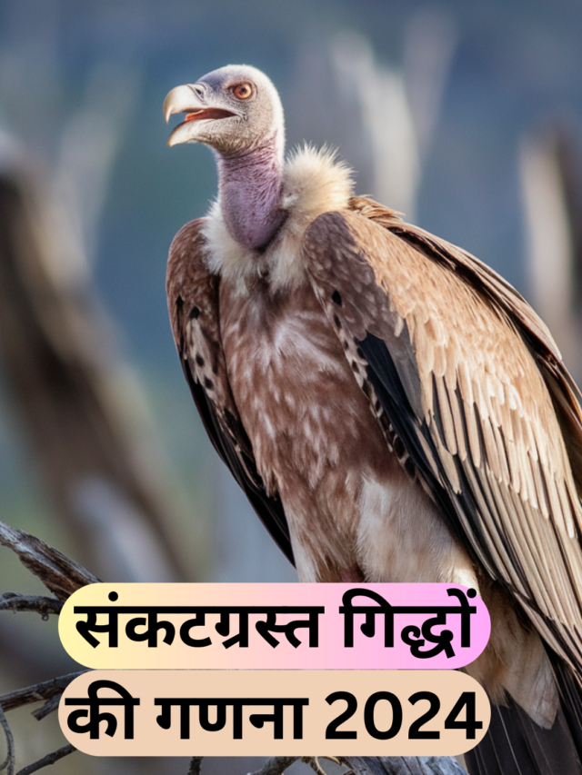 संकटग्रस्त गिद्धों की गणना 2024 Endangered Vulture Census 2024